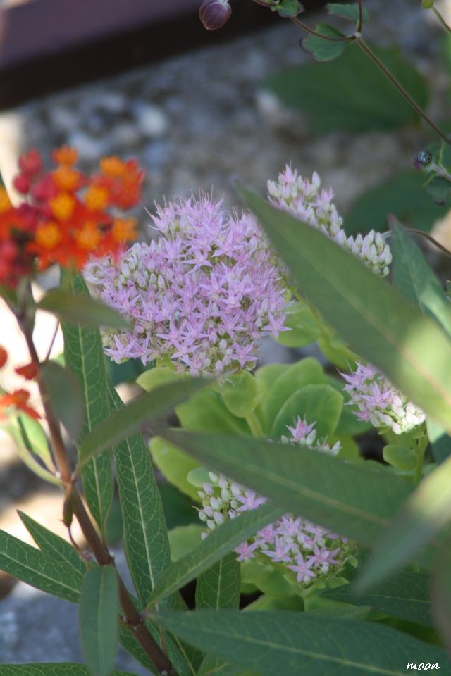 sedum